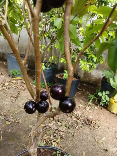Mudas de jabuticaba