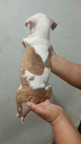 Pit monster 