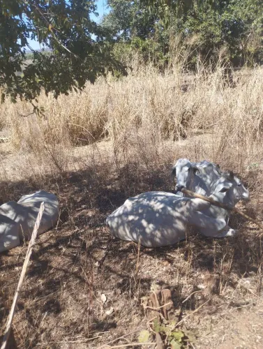 Ofereço meus serviços de caseiro ou vaqueiro 