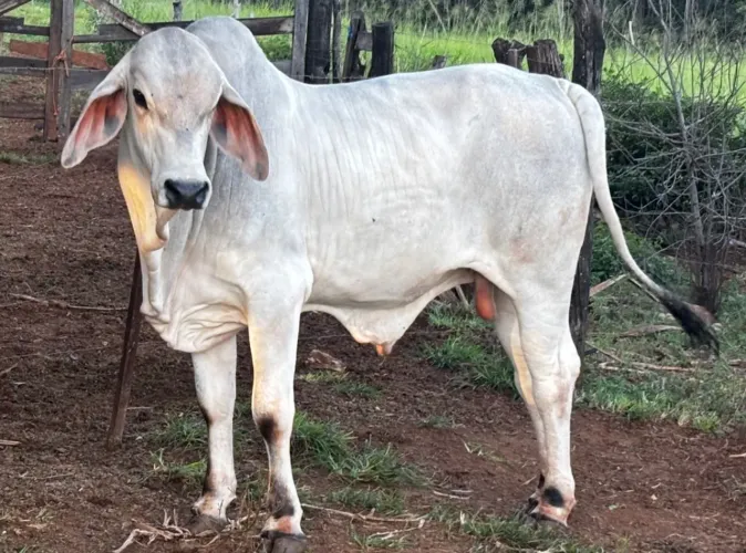 VENDO TOURINHO TABAPUÃ PO - 20 MESES