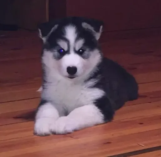 Filhotes de Husky Siberiano | Especialista em sonecas e lambe-lambes.