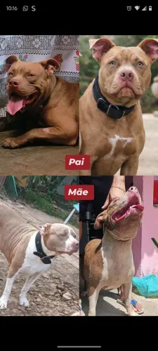 Filhotes de Pittmoster