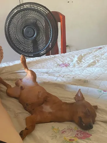 Pinscher ...0 e 1