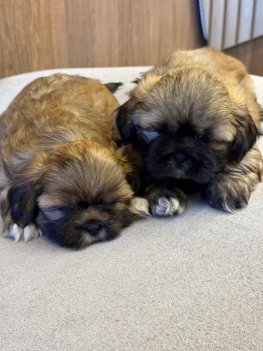 Filhotes de shih tzu