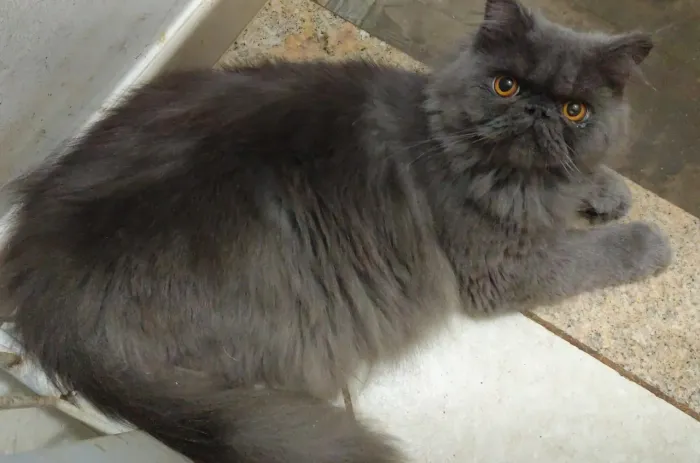 Esse é um gato persa com nove meses bem carinhoso tem bastante pedigree já tomou todas as