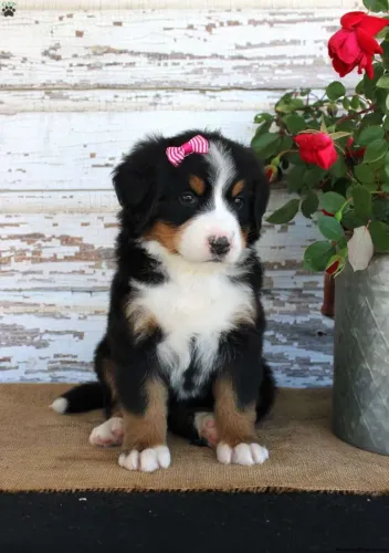 Bernese | Filhotes prontos pra brincar
