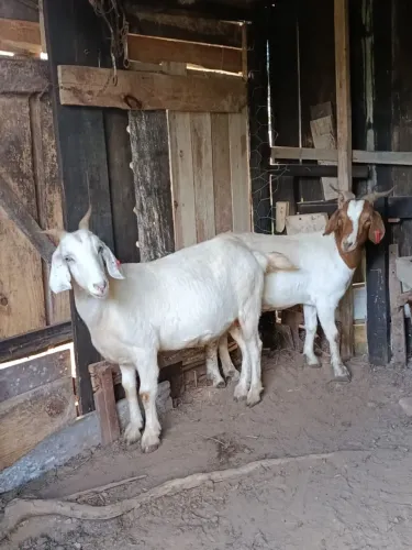 Vendo cabras