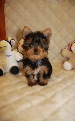 Yorkshire Terrier Seu Próximo Companheiro Está Esperando Por Você 