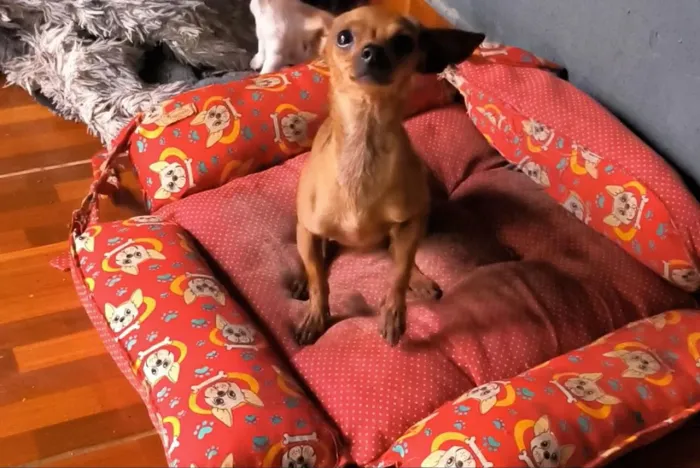 Pincher macho 1