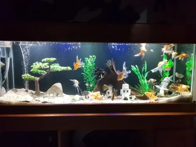 Aquário 450 litros