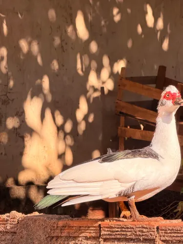 pato