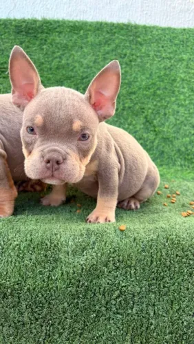 Macho exótic Bully micro