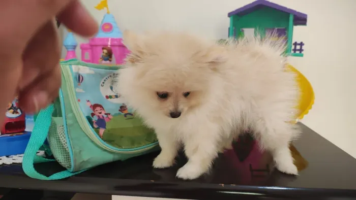 Lindo machinho de lulu pelagem ursinho - maravilhoso