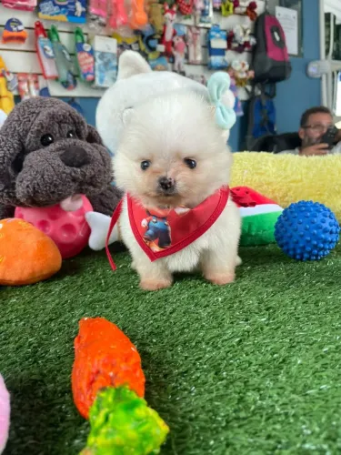 Filhote de spitz alemão lulu disponível 
