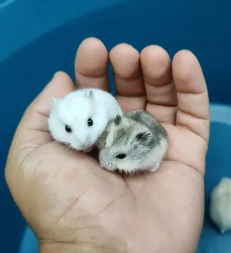 Hamster Anão Russo