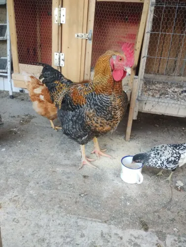 Galo carijó 