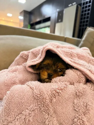 Yorkshire terrier 1.100