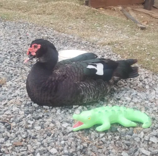 Vendo Pato