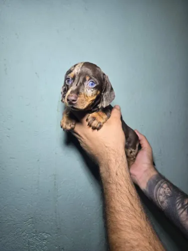 Dachshund, teckel, Basset salsicha cofap