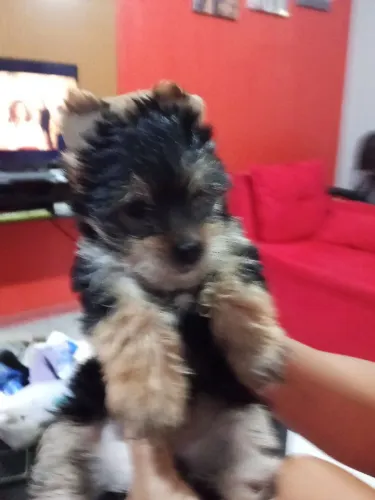 Um lindo filhote de yorkshire macho disponível