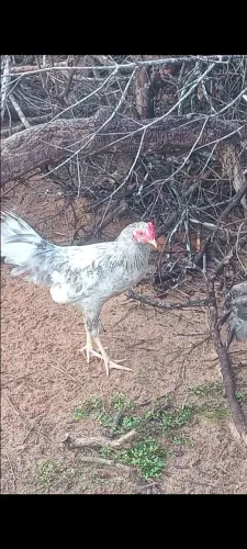 Galos caipiras