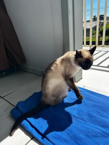 Doação de gata siamês 