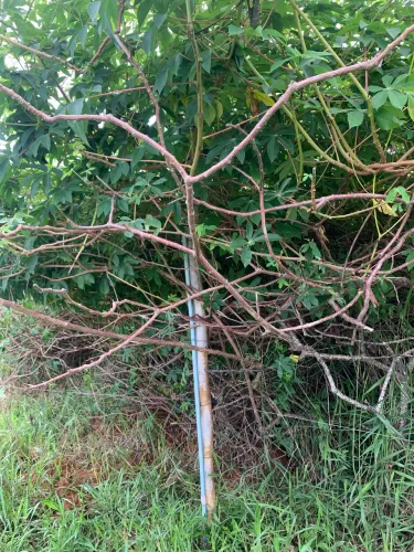 Mandioca Pornunça- mudas de toda a plantação 