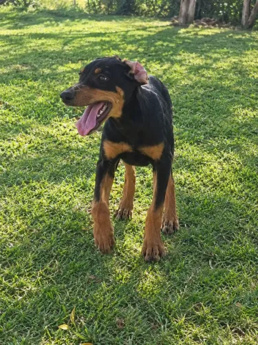 Filhotes puros de Doberman 