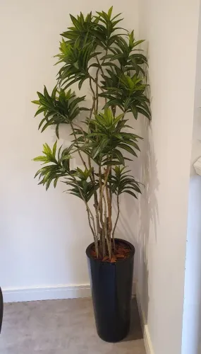 Dracaena Reflexa artificial 180cm