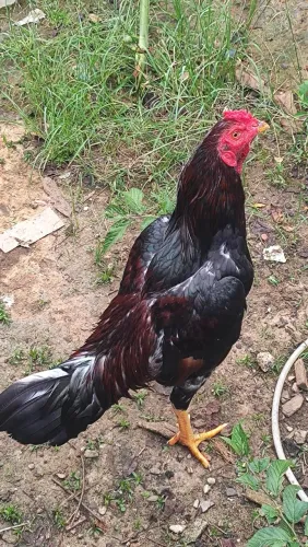 Galo indio 