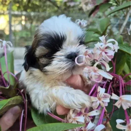 Shih Tzu Mini - Macho