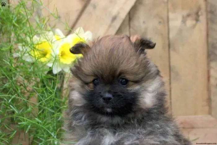 Spitz Alemão tipo ursinho - super fofo