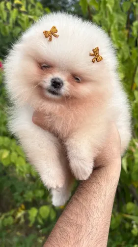 Lulu da pomerania femea