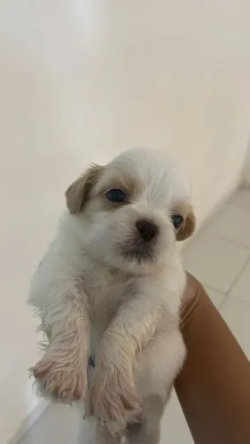 Shitzu albino