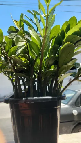 Planta Zamioculcas