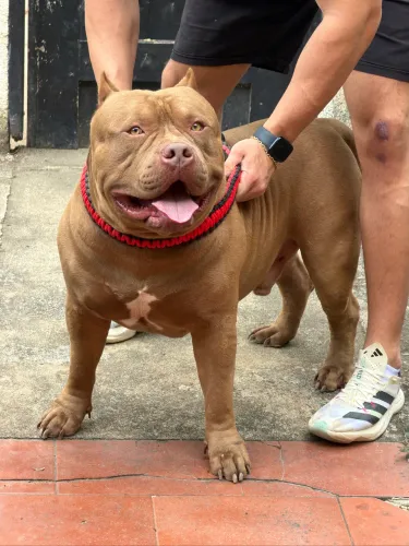 Pit monster 