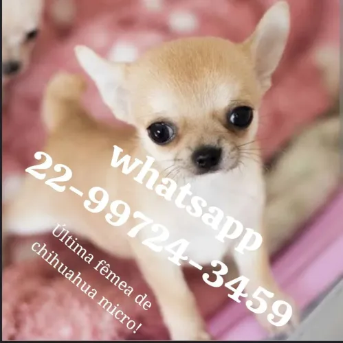 Chihuahua fêmea micro com pedigree!