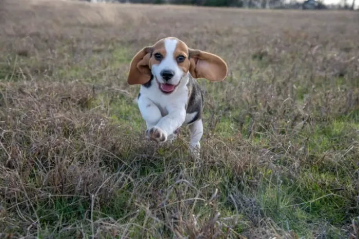 Filhotes de Beagle | Encanto que faz sonhar.