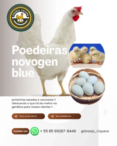 Pintinhos !! Leiam o anúncio !!!! Informações abaixo