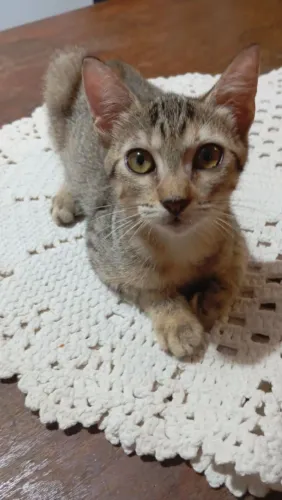 Doações de pet