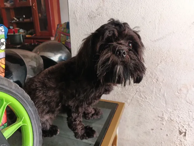 Shitzu fêmea, 1 ano