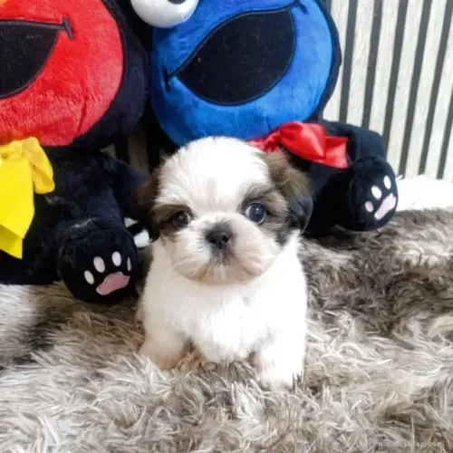 Filhotinhos Shih tzu/ shihtzu pelagem macia e muito bonita