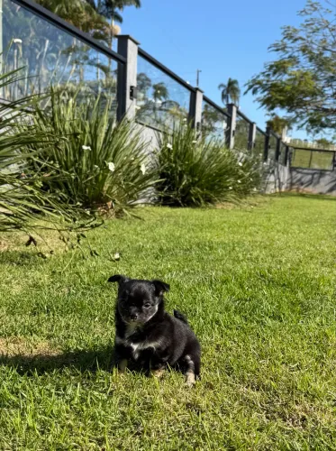 Filhote de chihuahua