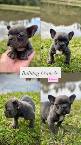 Bulldog francês