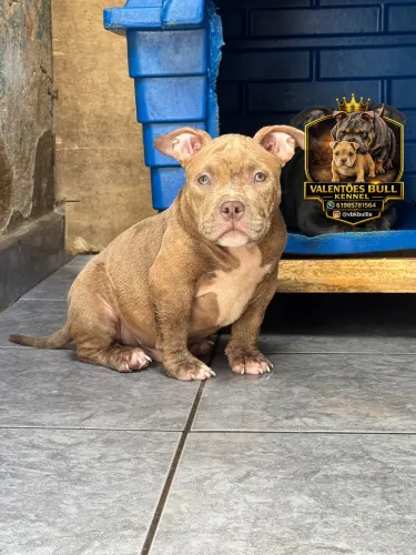 OPORTUNIDADE AMERICAN BULLY MICRO C/ PEDIGREE (VALOR NEGOCIÁVEL)