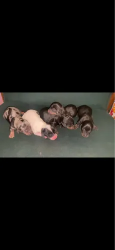Filhotes de Cofap / Dachshund