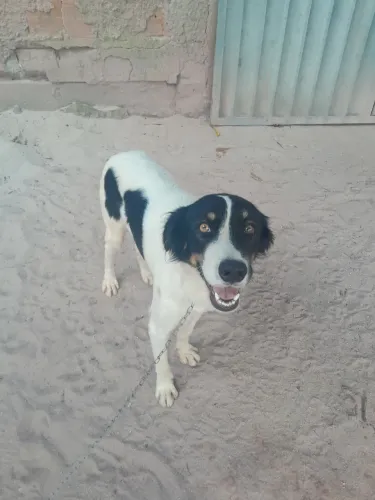 Cachorro macho 