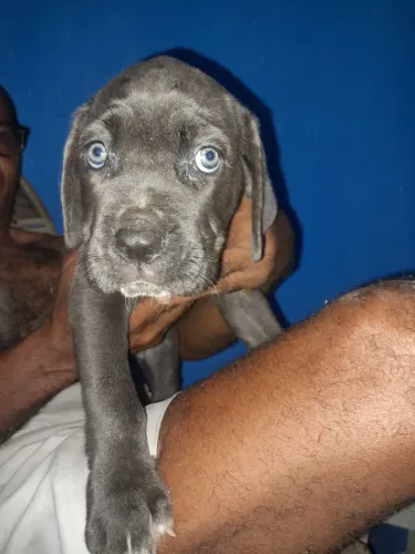 Filhote de cane corso fêmea cinza sem pedrigueee