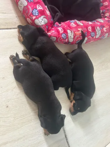 Cachorro Pincher 3 nacho