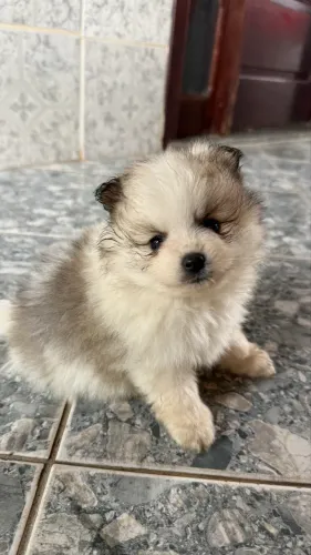 Filhote Lulu da Pomerânia (Spitz Alemão Anão)